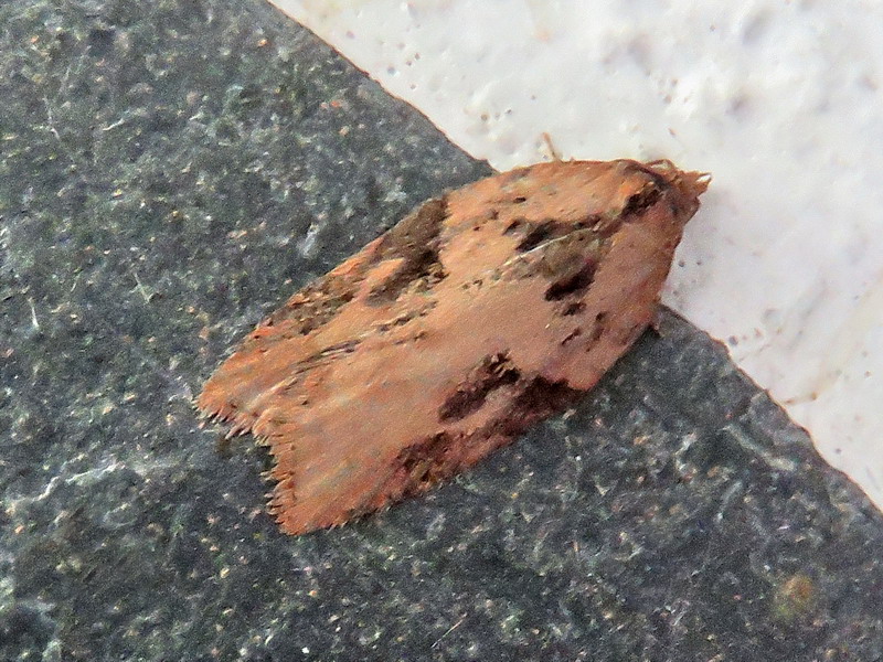 Tortricidae da id - Acleris sp.